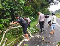 Respon Cepat Polsek Mendo Barat Tangani Pohon Tumbang di Jalan Raya Pangkalpinang–Muntok Desa Petaling